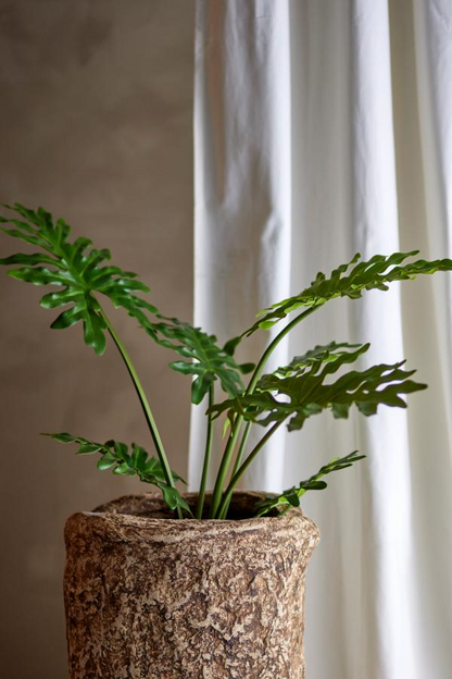 Philodendron Plant H84 cm with pot