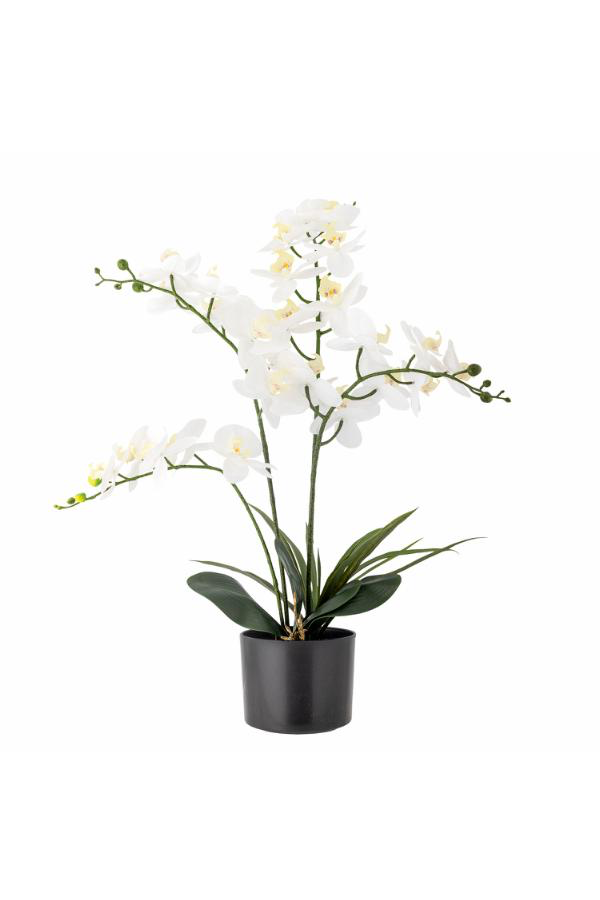 Orchid Plant H84 cm