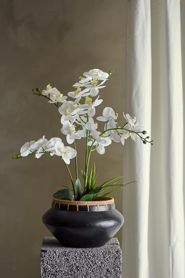 Orchid Plant H84 cm