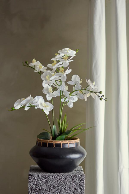 Orchid Plant H84 cm