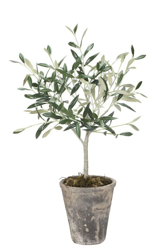 Flora olive tree H44 cm - green