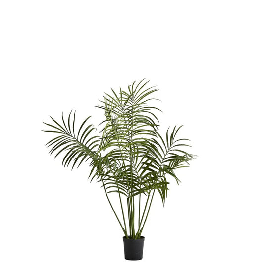 Flora kentia palm H130 cm - green