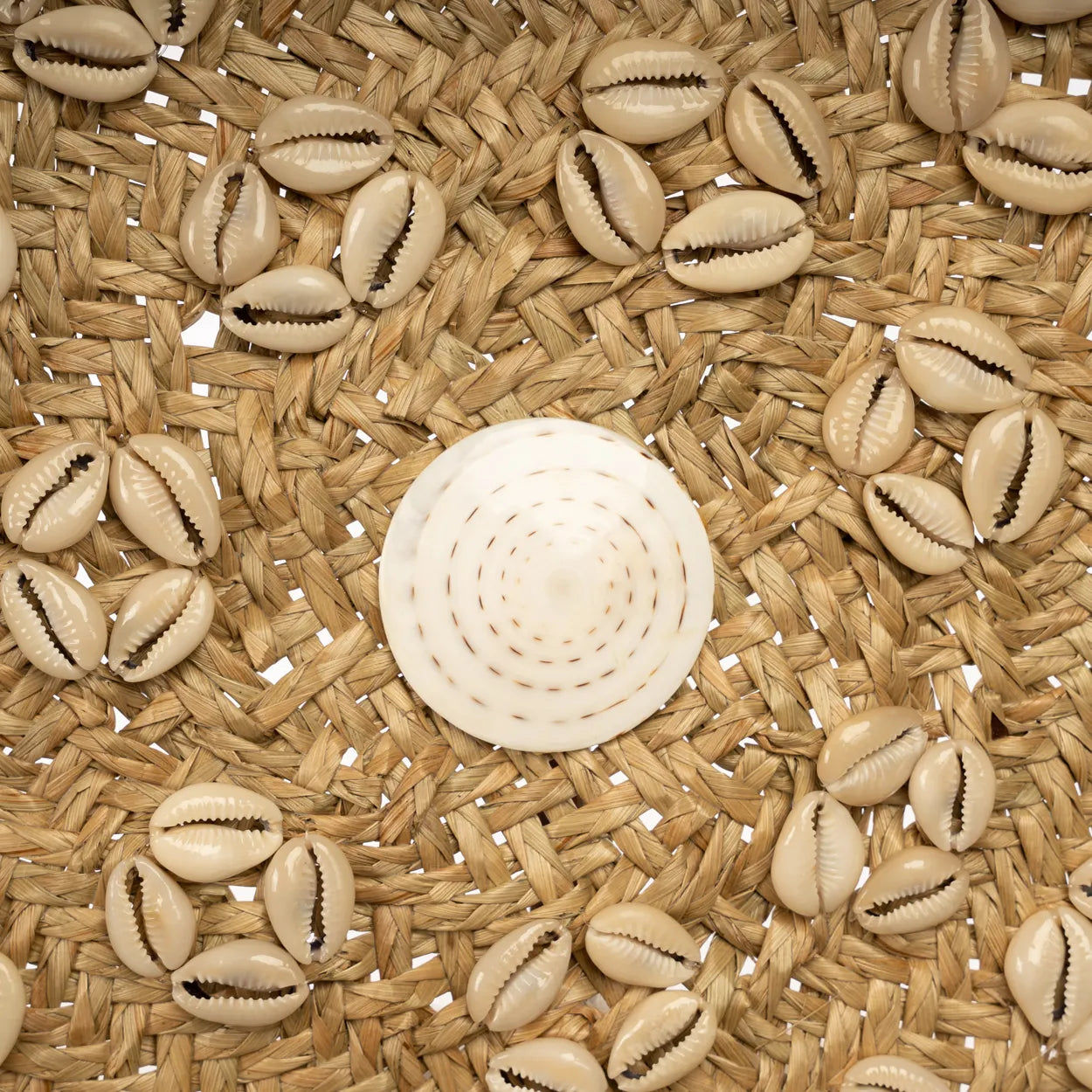 The Caribe Shell Plate - Natural White - M