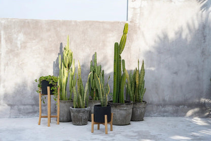 The Charcoal Low - Negro Natural - S