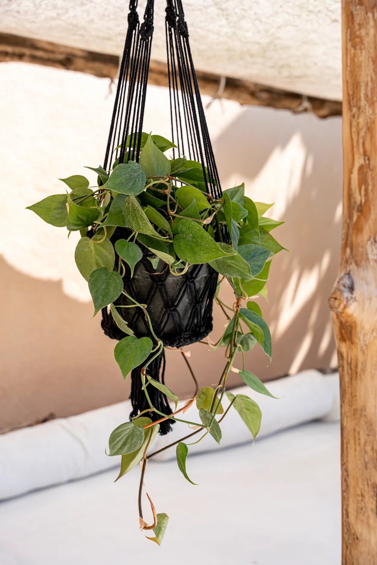 The Macrame Plant Holder - Black - L